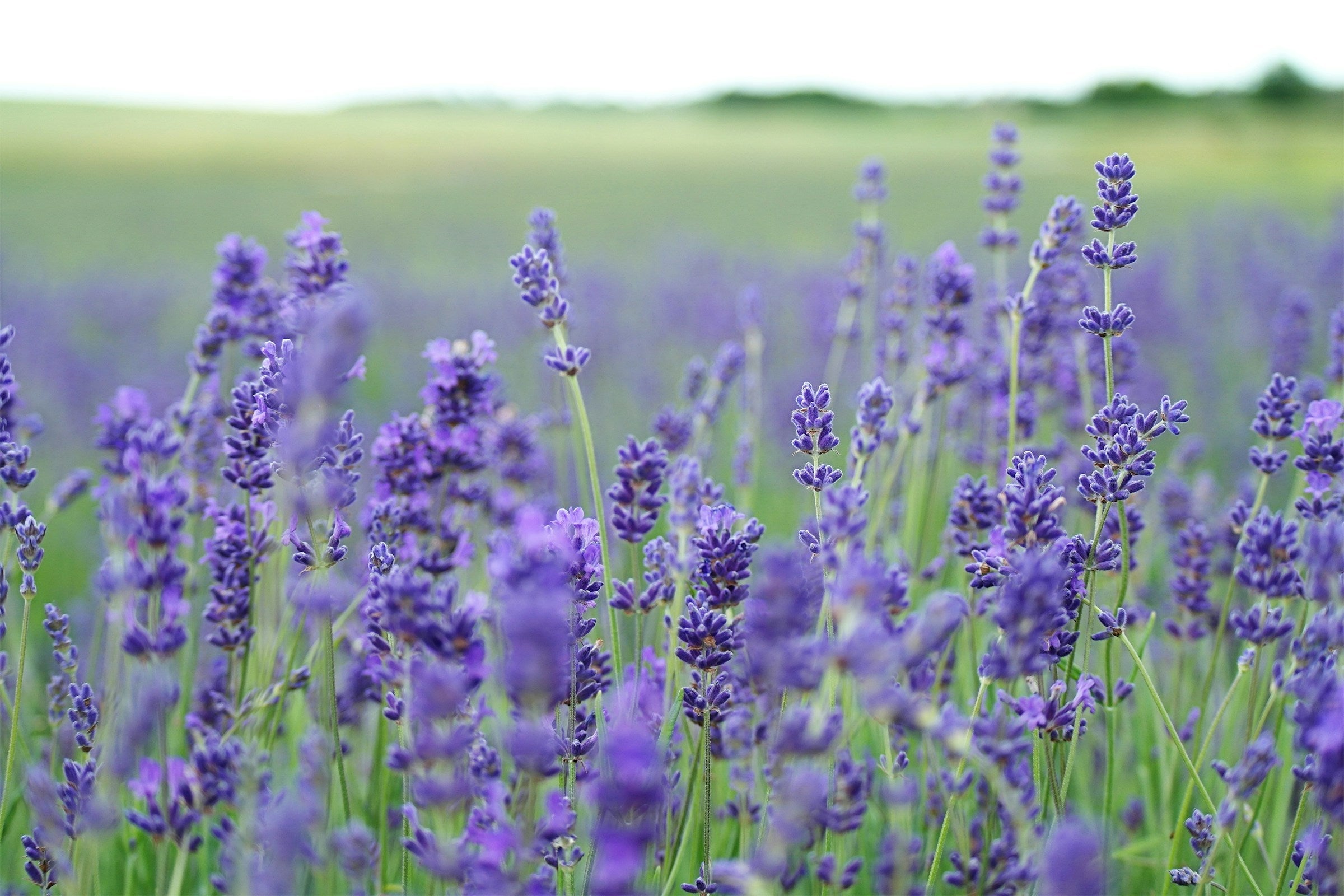 Lavendelfeld mit lila Blüten in der Natur.
