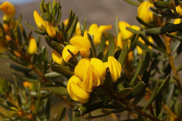 Honeybush