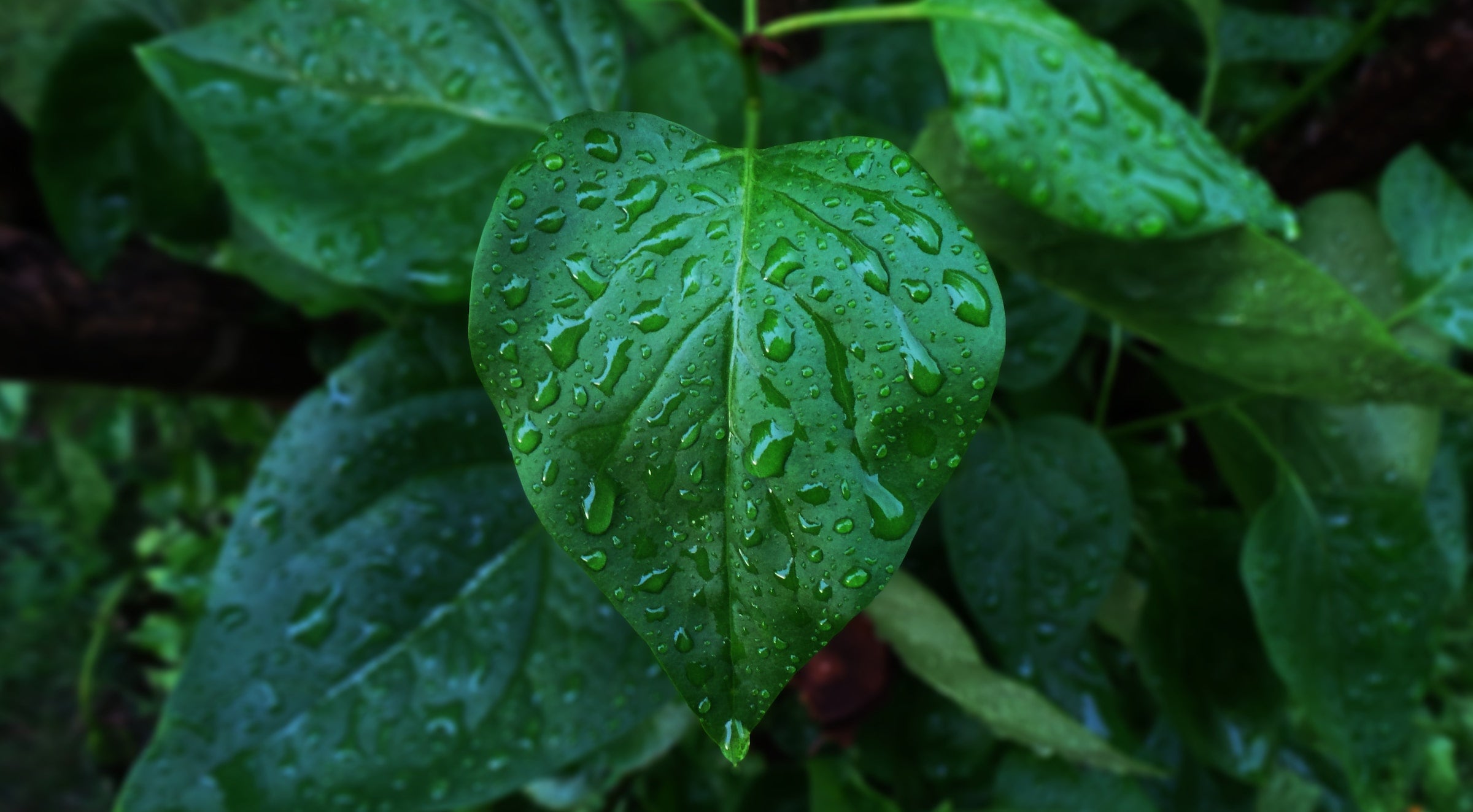 Feuchte grüne Blätter nach einem Regenschauer.