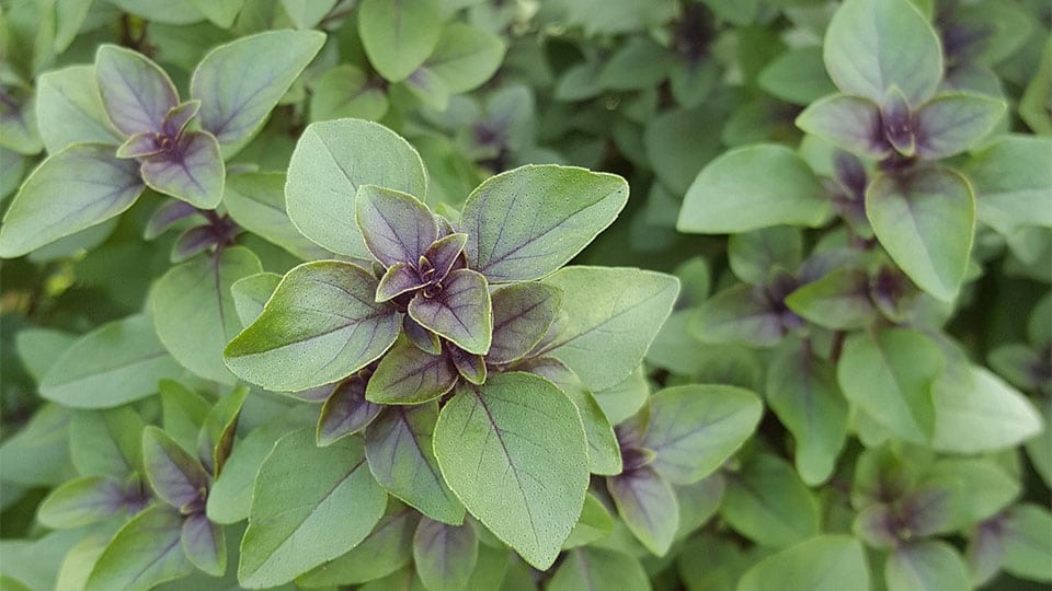 Tulsikraut Pflanze